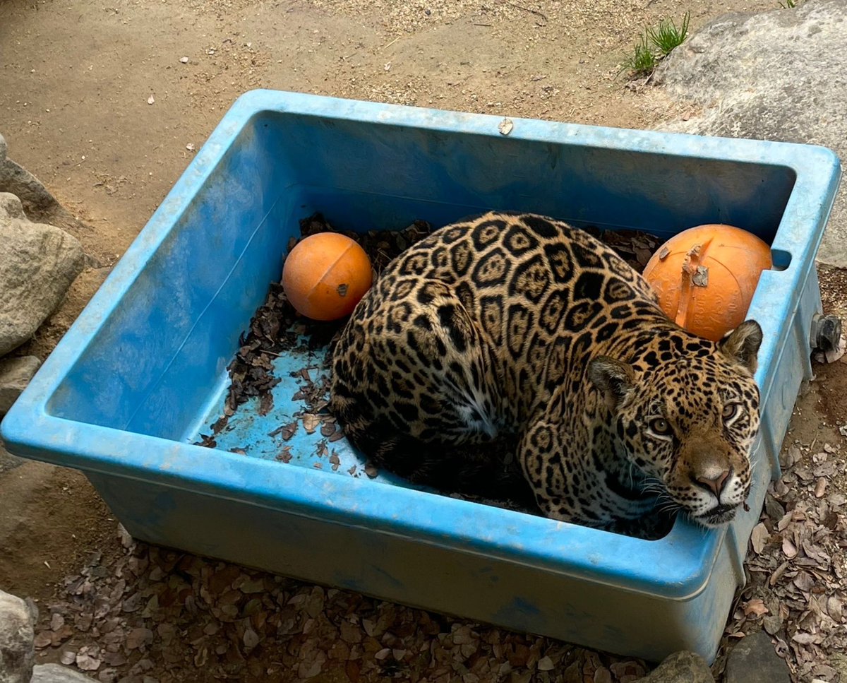 本日、11月29日は「#国際ジャガーの日」です🐱 噛む力が強く南米最強の動物であるジャガーの名前の由来は「一突きで殺す者」。  野生下では狩猟や生息地の開発などが原因で数が減少しています… #東武動物公園 #internationaljaguarday #ジャガー #jaguar, image size:1200x967