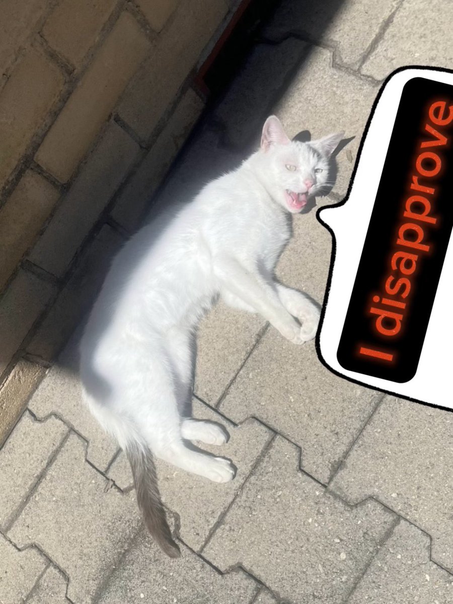 half_straycat's tweet photo. Marshmallow operating instructions
🚫shampoo 🧴🛁
🚫nail clipping 💅
🚫hugging 😤
🚫little food 🥣
🚫too much being stroked 🤲🏻😾
#Dislikes #manual #operatinginstructions #cat #catlife #halfstraycat #whitecat #lovelycat #pawpads #catoftheday https://t.co/MGmNPCdQwg