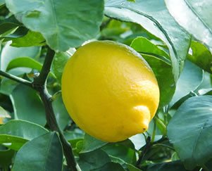 yamakage_grey's tweet image. 梶井Come mon!!