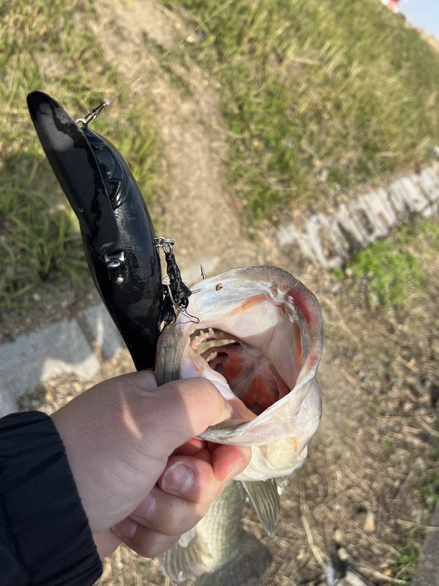 yannasty's tweet photo. ターンオーバーと言えば羽根（諸説あり）
久しぶりに大江川で大き��魚釣れた…嬉しい🥺
これで休憩出来ます😂
#大江川 #デカダッジ #ハネモノ #raidjapan #真昼間 #バス釣り #釣り #ブラックバス #岐阜 #海津市 https://t.co/mLDowfPvAg