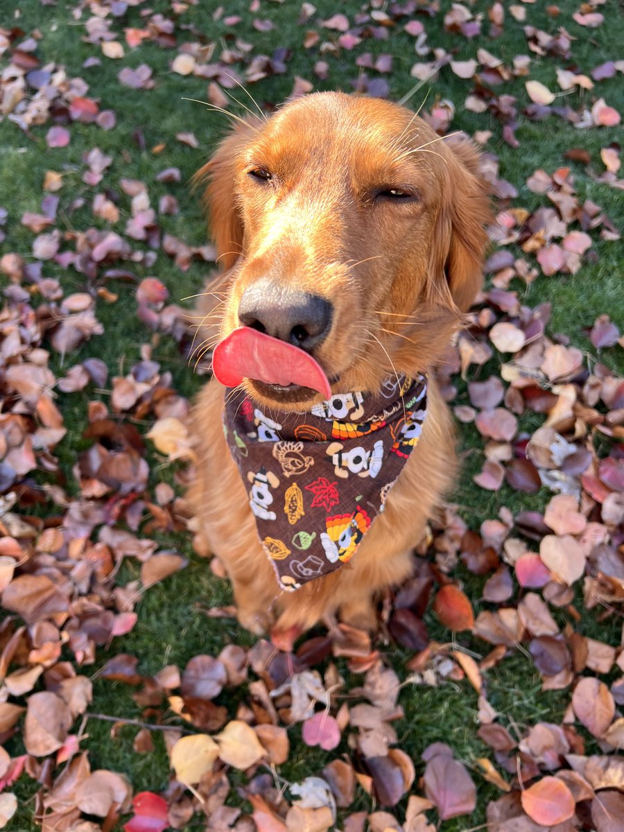 Tongue out Tuesday in the leaves!  #Sammie #samantha #TOT #Fallleaves