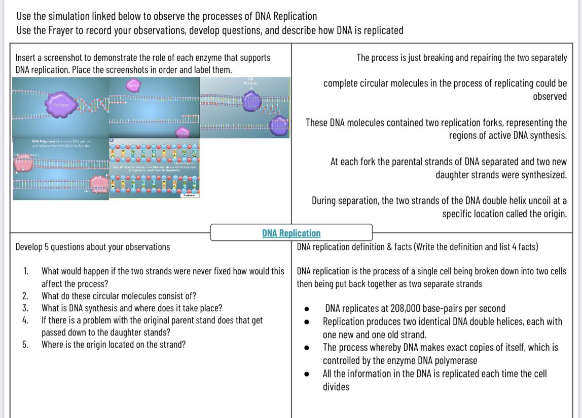 arianakhern's tweet photo. #Biology students learned about #DNAreplication and the role of enzymes within this process. Here’s what that did:
1. DNA Replication #FAC (#Wordwall)
2. DNA Replication #BioMan Simulation
3. #Frayer
4. #UltimateExitTicket
#Eduprotocols #TeachBetterWorkLess https://t.co/85qTjzYigD