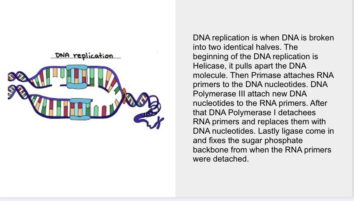 arianakhern's tweet photo. #Biology students learned about #DNAreplication and the role of enzymes within this process. Here’s what that did:
1. DNA Replication #FAC (#Wordwall)
2. DNA Replication #BioMan Simulation
3. #Frayer
4. #UltimateExitTicket
#Eduprotocols #TeachBetterWorkLess https://t.co/85qTjzYigD