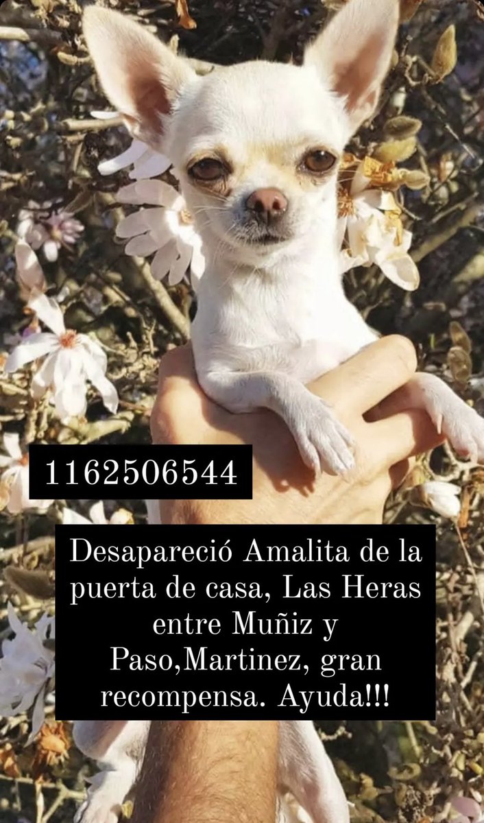 ¡Se busca a Amalita! Desapareció de la puerta de su casa el 25/11 23hs 🙏🏻 ¡Hay recompensa!