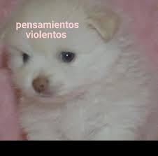 jimerdgzroa's tweet photo. me niego a aceptar que viviana queda en 4to lugar en vez de skarcita o jorge
#TheLulosShow #GranConstanza https://t.co/knBSbcmlR8