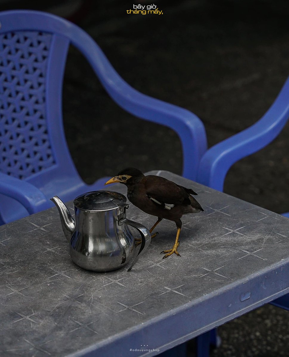 Ở Đâu Cũng Chụp tweet media