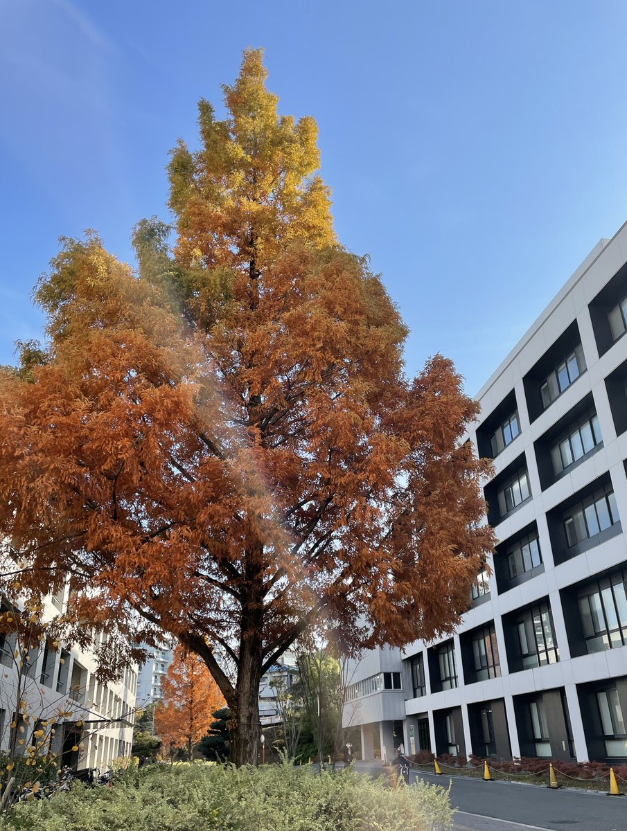 Autumn leaves of metasequoia are beautiful on the campus.