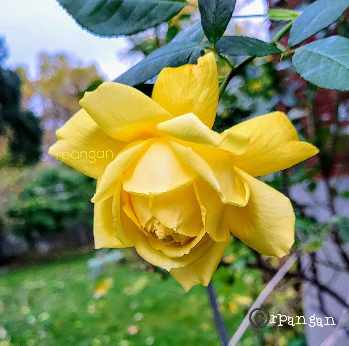 It shines in the garden in the early dark days of November. 😍💛🌹
#rosewednesday #roses  #autumnrose #novemberrose #garden #mygarden  #gardenersworld #gardenlife #AutumnVibes #autumnflowers #roses #yellowroses #rosesoftwitter #yellowflowers #FlowersOfTwitter