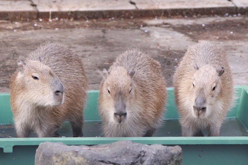 ねず子 (@aozoranosita328) / Posts / X