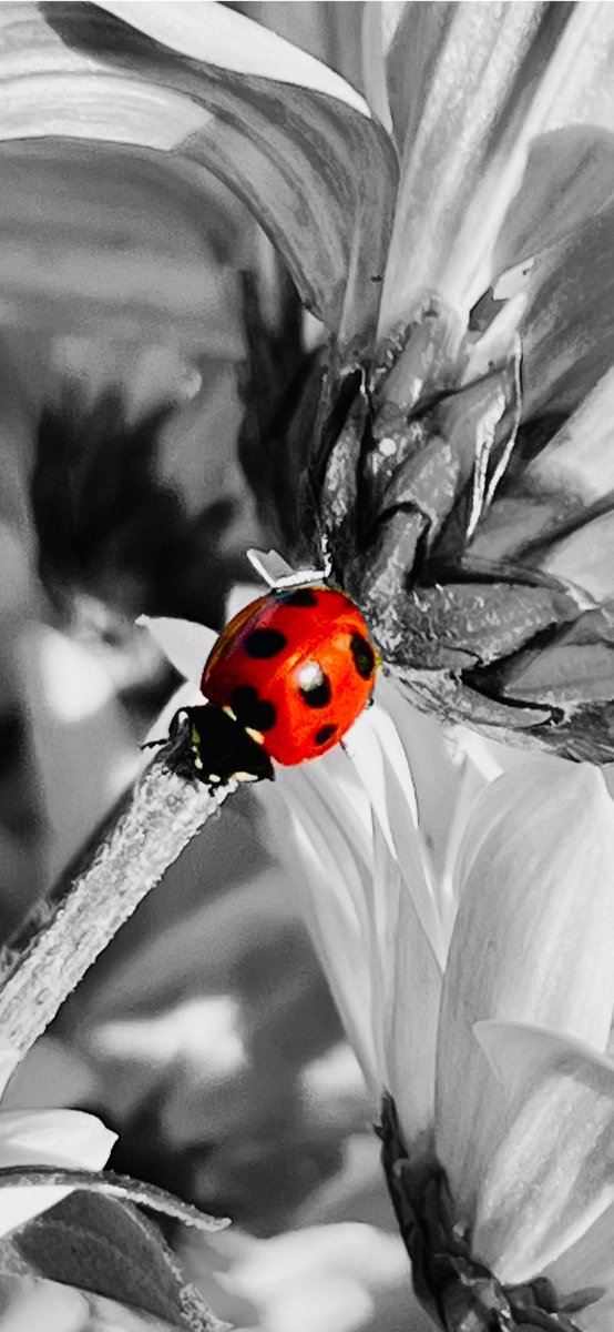 risataku's tweet photo. 散歩中見かけたてんとう虫🐞
パートカラーフォト😅　

#てんとう虫🐞
#パートカラー写真
#PartialColor 
#キリトリセカイ
#写真好きな人と繋がりたい https://t.co/9zmBox5hFU