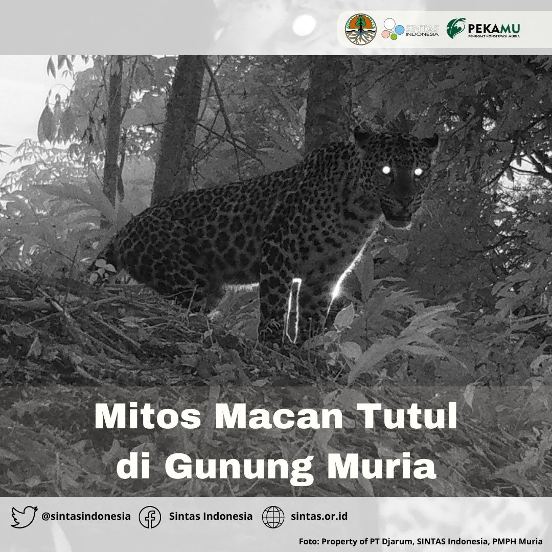 Sintasindonesia's tweet photo. Banyak masyarakat sekitar Gunung Muria percaya bahwa Sunan Muria punya macan putih sebagai penjaga & penunggu rumah Sunan Muria. Karena itu masyarakat Gunung Muria sangat menghormati keberadaan macan tutul jawa.
Mitos macan tutul apa yang kamu ketahui?
#Javanleopard #SakiSINTAS https://t.co/bKhp9vOUmi