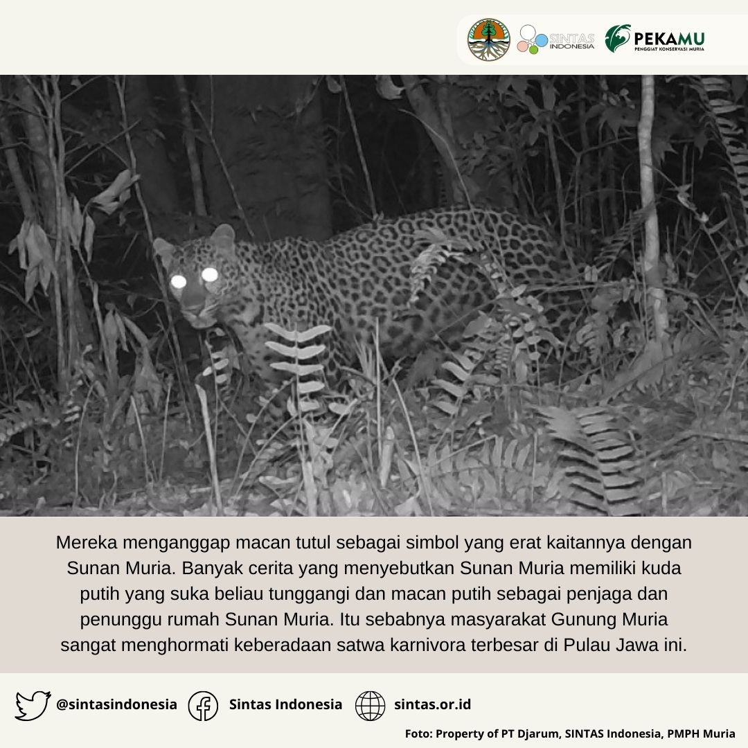 Sintasindonesia's tweet photo. Banyak masyarakat sekitar Gunung Muria percaya bahwa Sunan Muria punya macan putih sebagai penjaga & penunggu rumah Sunan Muria. Karena itu masyarakat Gunung Muria sangat menghormati keberadaan macan tutul jawa.
Mitos macan tutul apa yang kamu ketahui?
#Javanleopard #SakiSINTAS https://t.co/bKhp9vOUmi