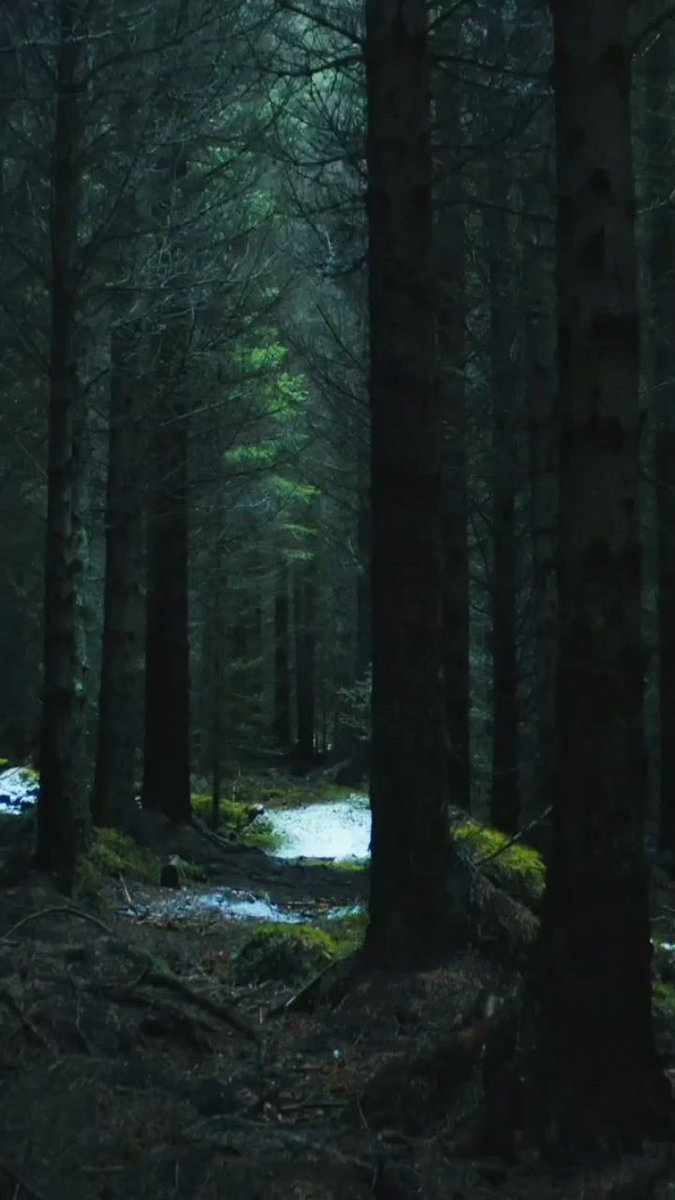 The cicadas have driven away the remaining summer heat, and the geese have brought the new autumn.