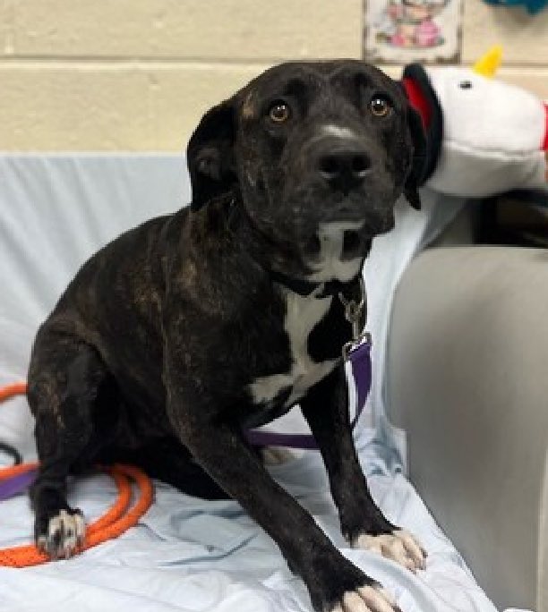 TomJumboGrumbo's tweet photo. Tatiana 186533 is so terrified and broken-hearted she needs to be carried by staff. Dumped by the only family she’s known for ‘no time’, she’s now TBK Thursday in NYCACC. A usually social, affectionate, active and playful 2yo who knows her commands and loves car rides, is now highly anxious and fearful. She’s adoptable from any location and looking for a family with kids age 13+. Let’s do this: please, pledge, repost Tatiana!

https://t.co/RirdoSFeBV