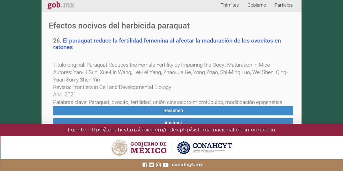 Además del #glifosato, existen diversos agrotóxicos dañinos para la salud de las personas y para el ambiente, tal es el caso del #paraquat, que ha sido relacionado con el desarrollo de distintos padecimientos, destacando enfermedad de Parkinson. ➡️1/7
🔗bit.ly/3N3FSeK