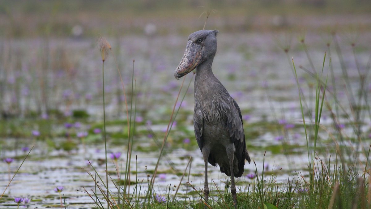 EDGEofExistence's tweet photo. Soaring in sixth in our #WingingItWednesday series we have the iconic EDGE Shoebill.
Fly by facts:
Scientific name
Balaeniceps rex
Conservation Status
Vulnerable
Locations
Multiple countries in Africa from South Sudan to Zambia.
Fellow
Judith Mirembe, Africa cohort 2017 https://t.co/PNBInl36K4
