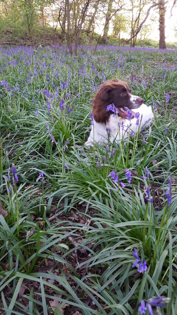 Chrystalsurrey's tweet image. On Monday night I had to say goodbye to my special boy Barney absolutely heartbroken I miss him so much,he would have been 15 in a few weeks. RIP my precious boy 😢😢💔💔🌈