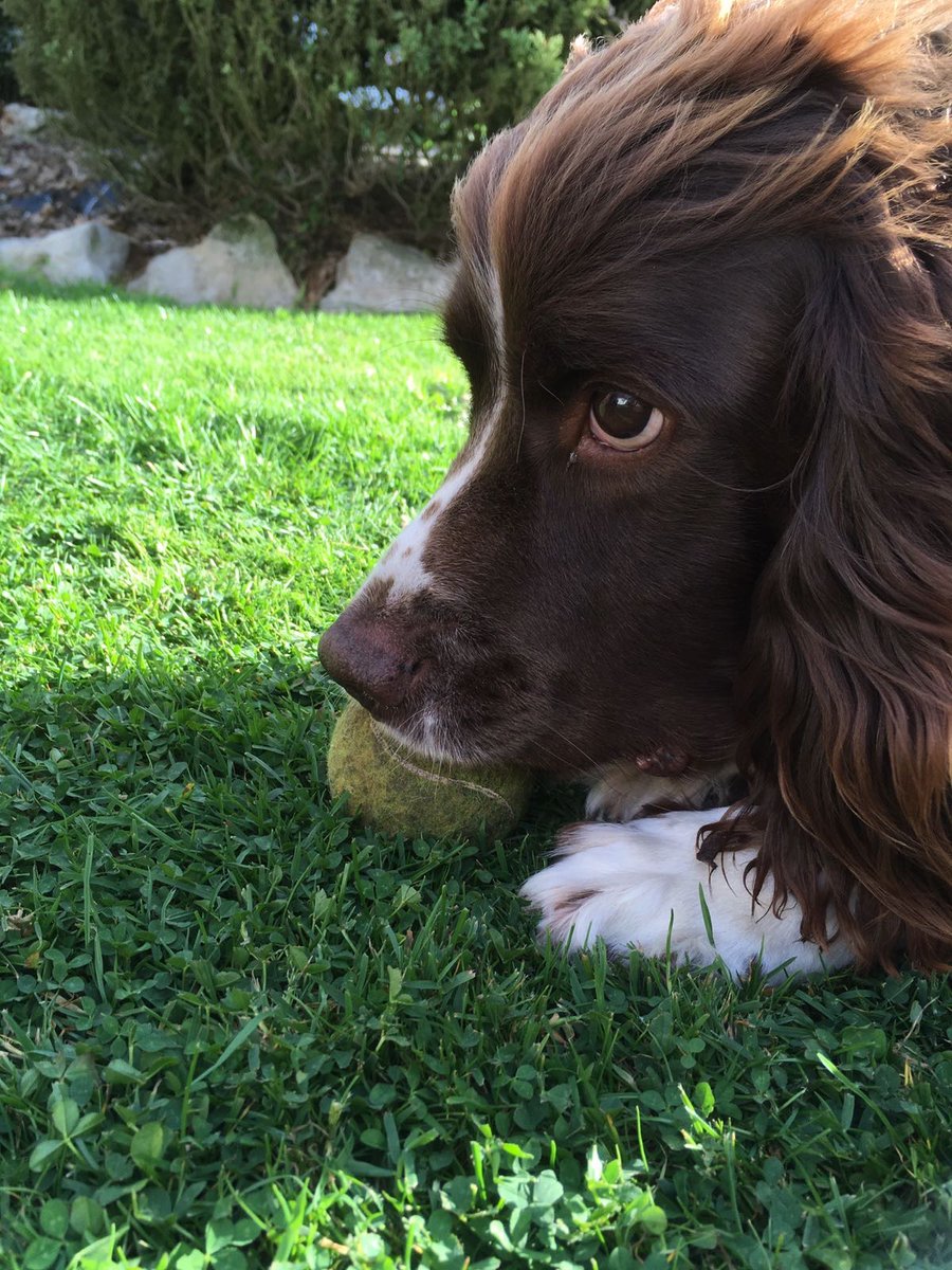 Chrystalsurrey's tweet image. On Monday night I had to say goodbye to my special boy Barney absolutely heartbroken I miss him so much,he would have been 15 in a few weeks. RIP my precious boy 😢😢💔💔🌈