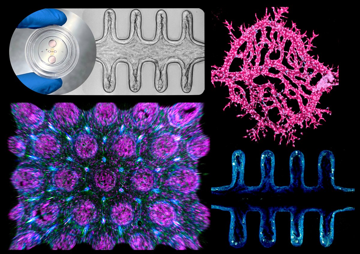 Mike Nikolaev (@mike_nikolaev) on Twitter photo We are looking for an intern to join our team at <a href="/IHB_Research/">Institute of Human Biology</a> ! This is not your average internship – it's an opportunity to immerse yourself in the bioengineering the most complex human organs-on-a-chip systems. Check more details here: drive.google.com/file/d/19hzUHY… We are looking for an intern to join our team at <a href="/IHB_Research/">Institute of Human Biology</a> ! This is not your average internship – it's an opportunity to immerse yourself in the bioengineering the most complex human organs-on-a-chip systems. Check more details here: drive.google.com/file/d/19hzUHY…
