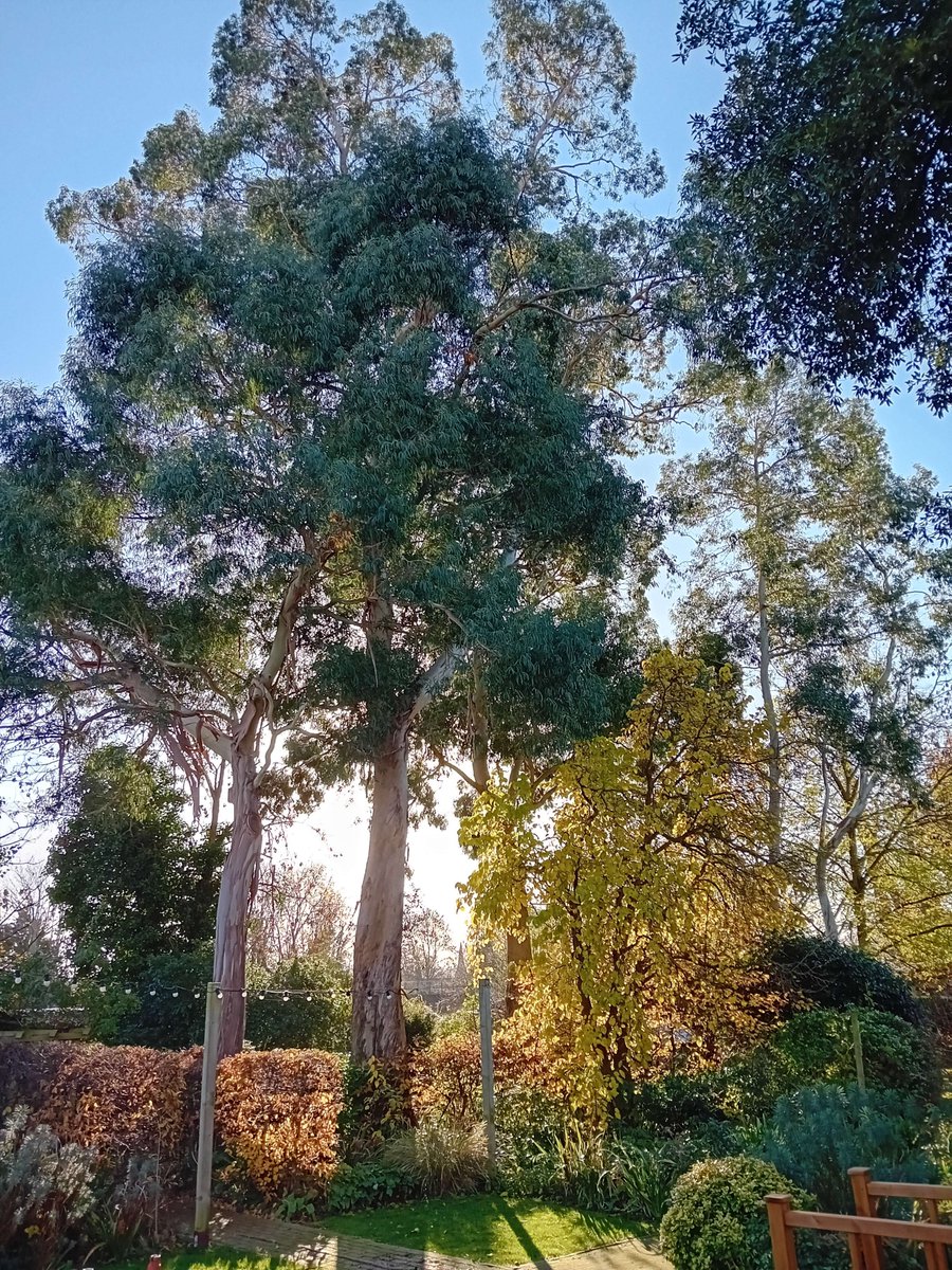 NicholasRWhite's tweet photo. Autumn changing into winter. Let the colours tell their story within the hospice garden at St Christopher's @StChrisHospice - to the joy of both patients and visitors ☀️🍂💙 https://t.co/mODWYo9tXU