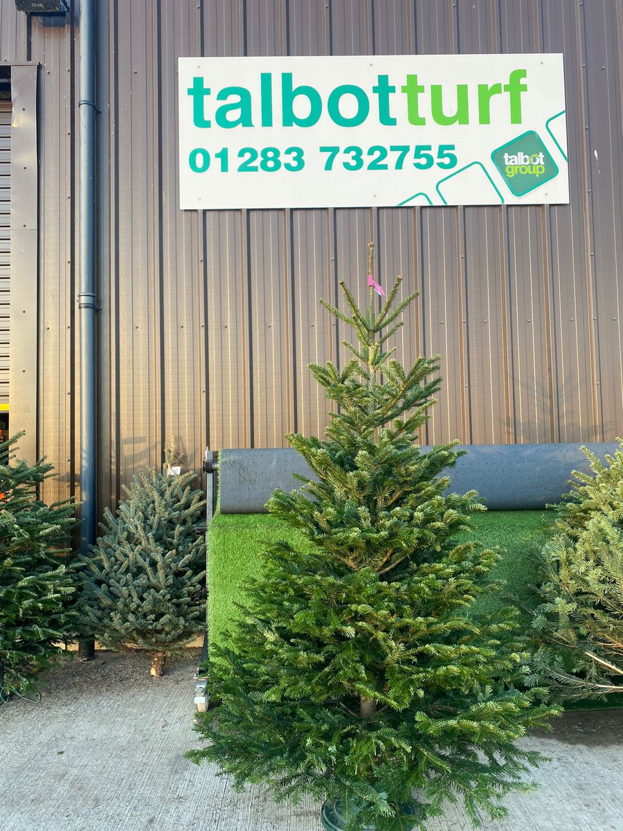 We have Premium Deluxe Nordmann Fir #Christmas Trees available to buy at our Willington Depot and the Talbot Elves will be more than happy to help you choose your tree 🎄 Talbot Turf Supplies supporting #sustainability in the UK #britishhomegrownchristmastrees 🇬🇧 #christmasishere