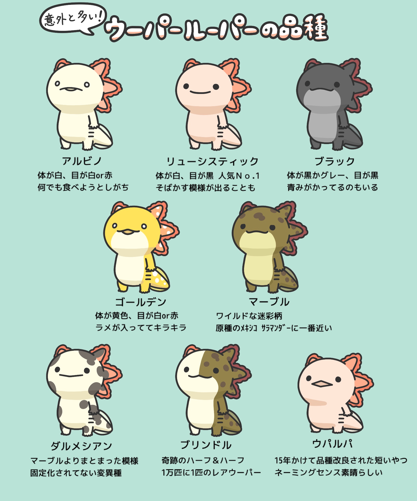 ウーパールーパーの可愛いイラスト 新品 人生はウーパールーパー