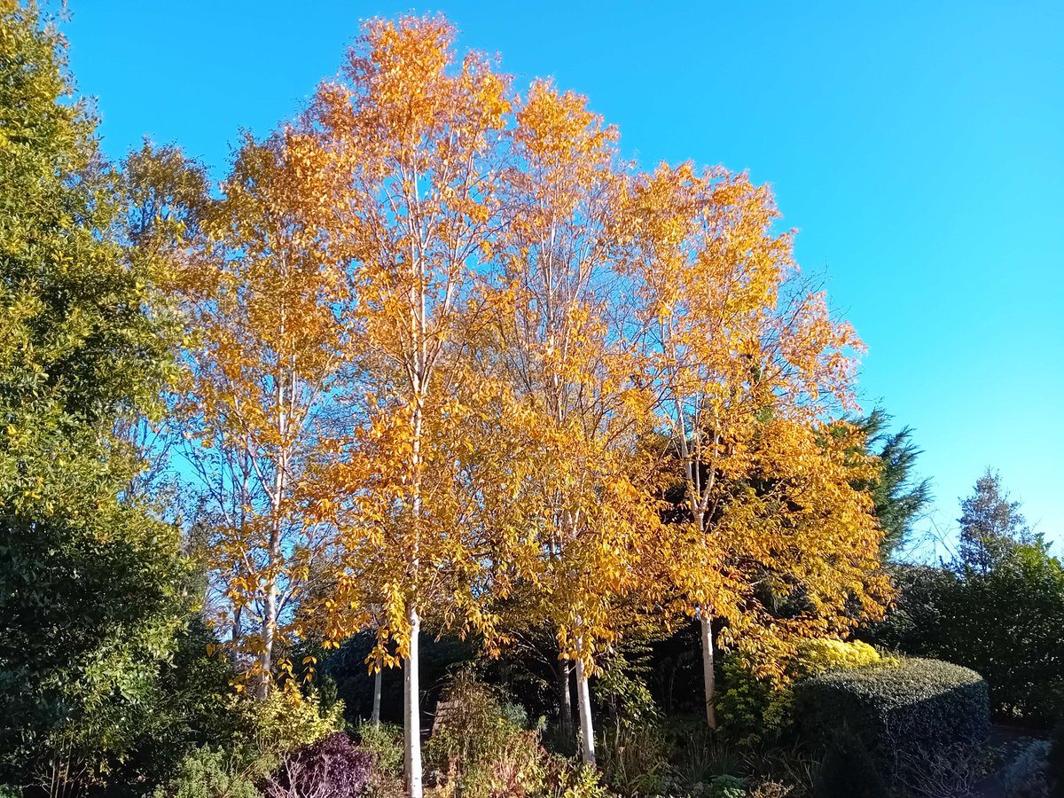 NicholasRWhite's tweet photo. Autumn changing into winter. Let the colours tell their story within the hospice garden at St Christopher's @StChrisHospice - to the joy of both patients and visitors ☀️🍂💙 https://t.co/mODWYo9tXU