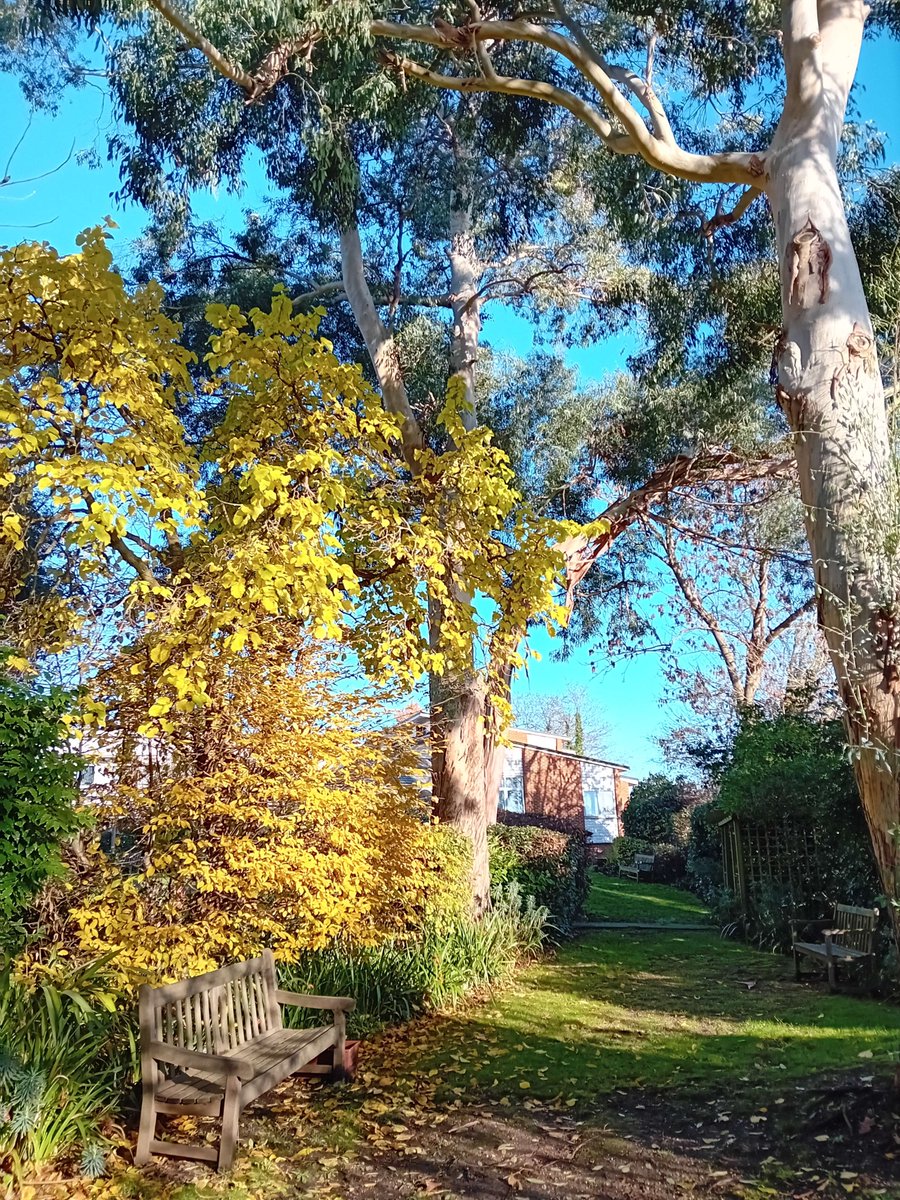 NicholasRWhite's tweet photo. Autumn changing into winter. Let the colours tell their story within the hospice garden at St Christopher's @StChrisHospice - to the joy of both patients and visitors ☀️🍂💙 https://t.co/mODWYo9tXU