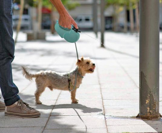 🐶 El Ple de l’Ajuntament aprova obligar als responsables de gossos a diluir l’orina amb aigua

✅️ Una mesura més de les que està impulsant l’Ajuntament per tal de millorar l’estat de la via pública i en definitiva de la ciutat.

➡️ Llegeix la notícia: molletvalles.cat/ca/actualitat/…