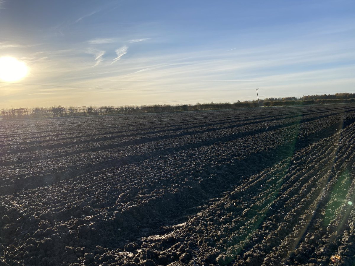 Seedsman1986's tweet photo. Winter pulse trials looking in surprisingly good order with the recent conditions - ๐ค for good emergence #winterbeans #winterpeas #breakcrops @LSPBLtd #combiningexcellenceinpulses https://t.co/yZW2NUCRct