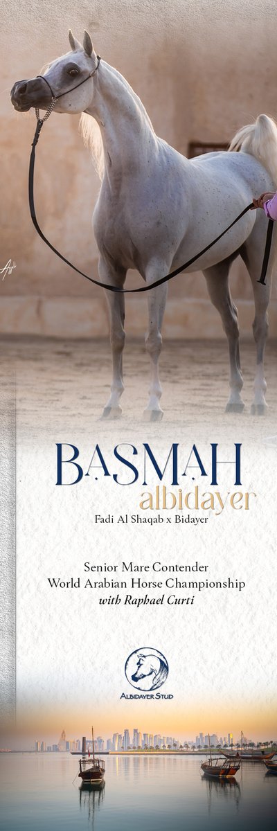 ArabianEssence's tweet photo. Basmah Albidayer: Senior Mares at the World Championship 
with Raphael Curti

Click here to see High Resolution version:
https://t.co/iEunZIKAzb

#albidayerstud #raphaelcurti #basmahalbidayer #worldarabianhorsechampionship #worldchampionshipcontender https://t.co/vZstBWbRTf