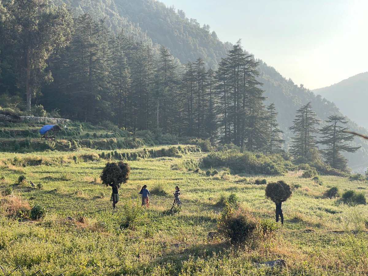 Ananda Banerjee tweet media