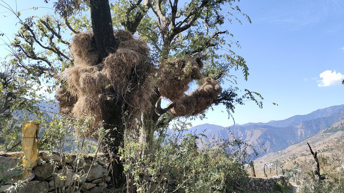 Ananda Banerjee tweet media