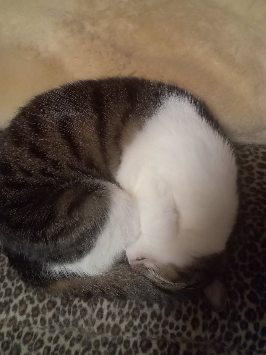 Minami_Natuco's tweet photo. 隊長っ！今日もまた'もふもふ'なアンモナイトが発見されました！🐾 https://t.co/fbedxK0CpW