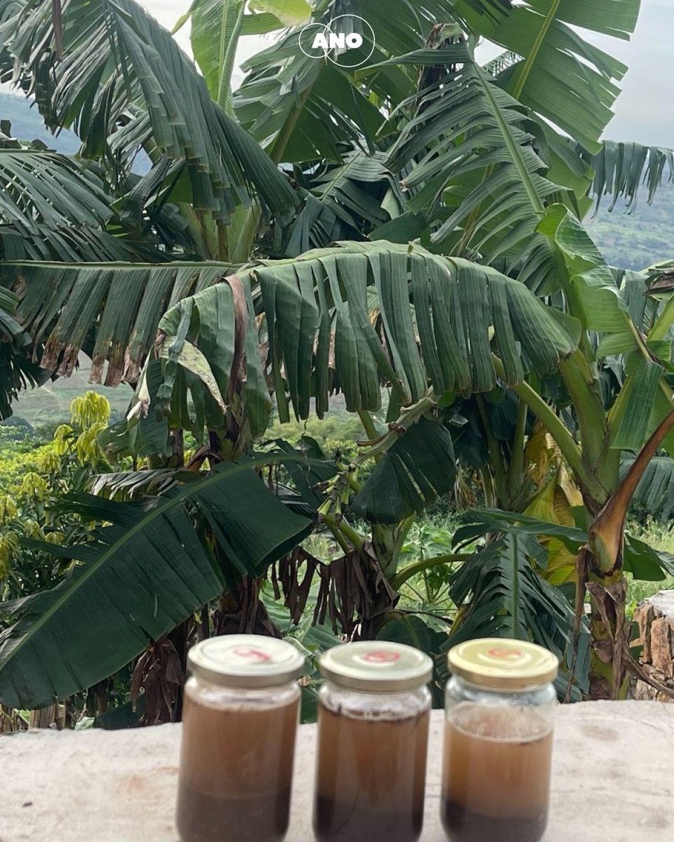 ANOghana's tweet photo. Time to introduce the final part of our ANO Lab! Adae, of the Akan people, was inspired by days of rest, during which knowledge was passed on from the older generation to the next. Want to learn how regenerative education works with this? Read more at https://t.co/4qjkKXydnQ https://t.co/KqwbLbhqCY