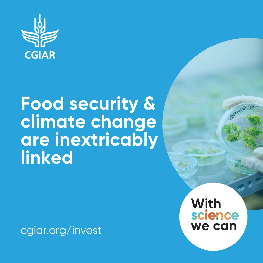 Discover how 50 years of expertise guides us in meeting climate and development goals, using science to transform food systems for a sustainable future.

Dive into our investment case at: cgiar.org/invest

#WithScienceWeCan #COP28
