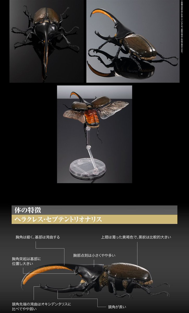 ヘラクレスオオカブト　オンライン版　2種　リッキー　セプテントリオナリス ヘラクレス・セプテントリオナリス いきもの大図鑑アドバンス