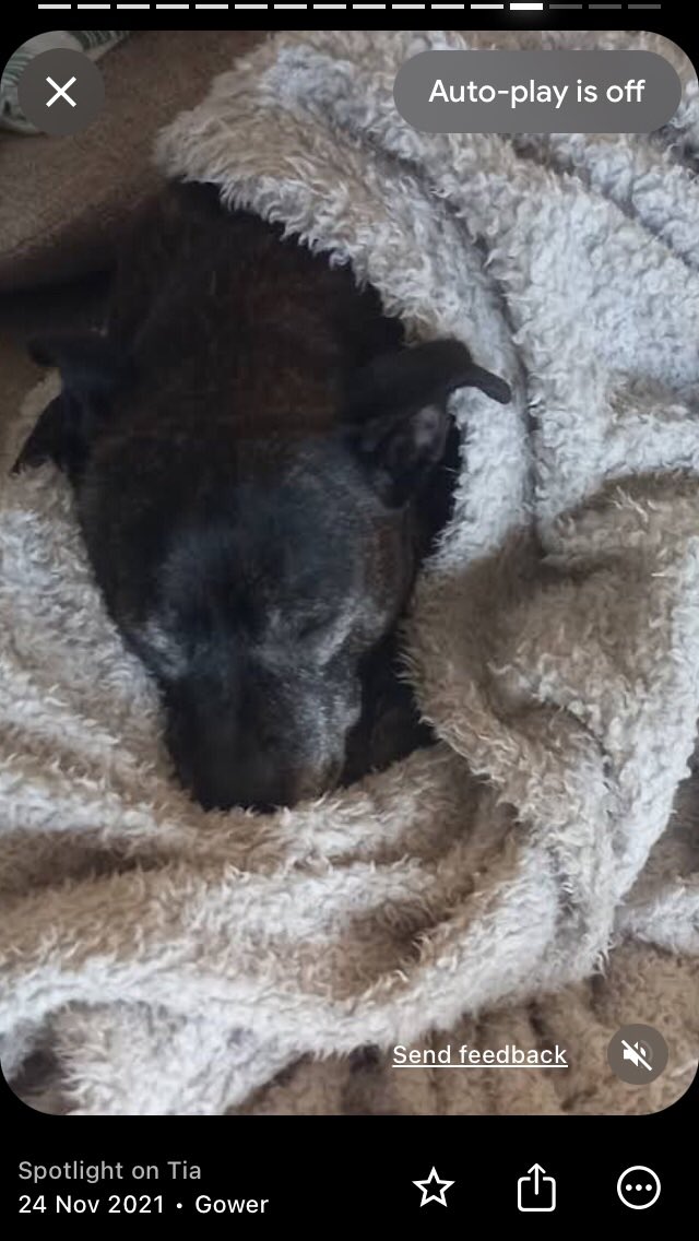 MilaAndVinnie's tweet photo. @PuppiesIover Mila &amp; Vinne on the left and Tia on the right who currently resides on rainbow bridge https://t.co/lVt17PcarI