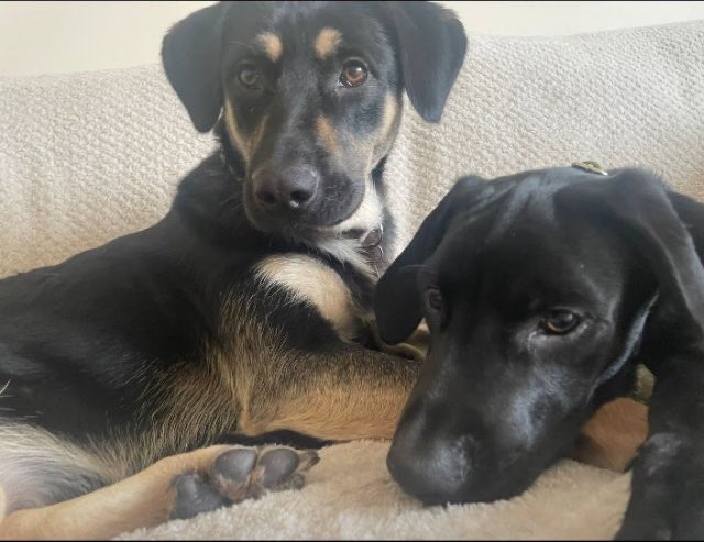 MilaAndVinnie's tweet photo. @PuppiesIover Mila &amp; Vinne on the left and Tia on the right who currently resides on rainbow bridge https://t.co/lVt17PcarI