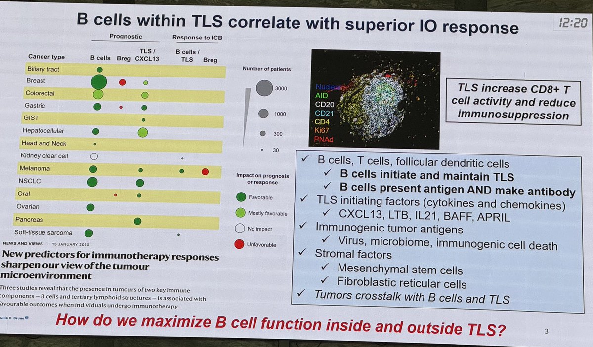 Allison Betof Warner, MD, PhD (@drbetofmdphd) on Twitter photo I’m a dedicated T cell girl, but <a href="/BcellBruno/">Tullia Bruno, PhD</a> has an amazing way of getting an audience excited about B cells and TLS! They are the most abundant cells in solid tumors. Not all B cells are created equal. B cells and TLS are transcriptionally and locationally distinct. I’m a dedicated T cell girl, but <a href="/BcellBruno/">Tullia Bruno, PhD</a> has an amazing way of getting an audience excited about B cells and TLS! They are the most abundant cells in solid tumors. Not all B cells are created equal. B cells and TLS are transcriptionally and locationally distinct.