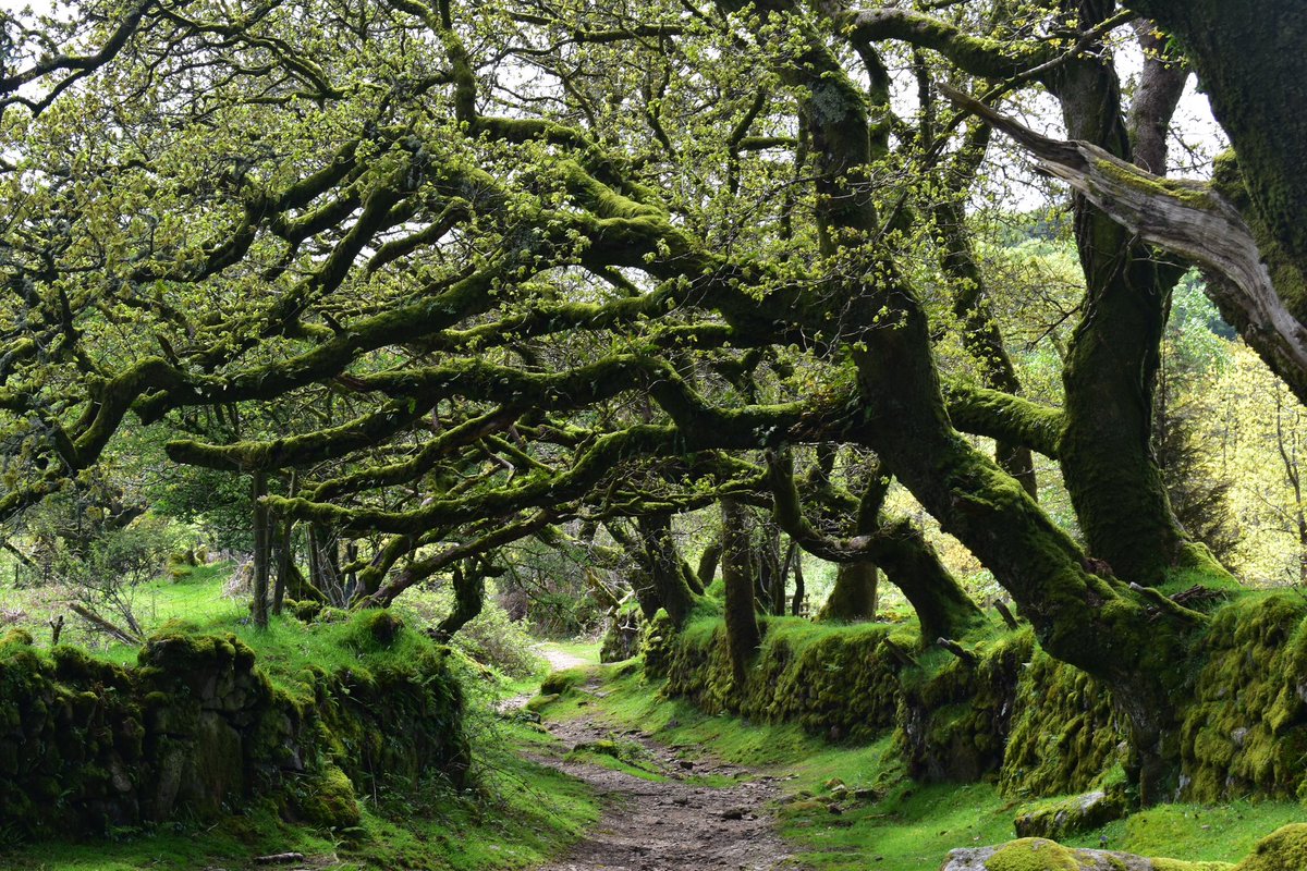 A post for some of my favourite #Dartmoor trees for #nationaltreeweek #Devon. Locations in alt text.
Post a photo of your favourites under mine 😊.