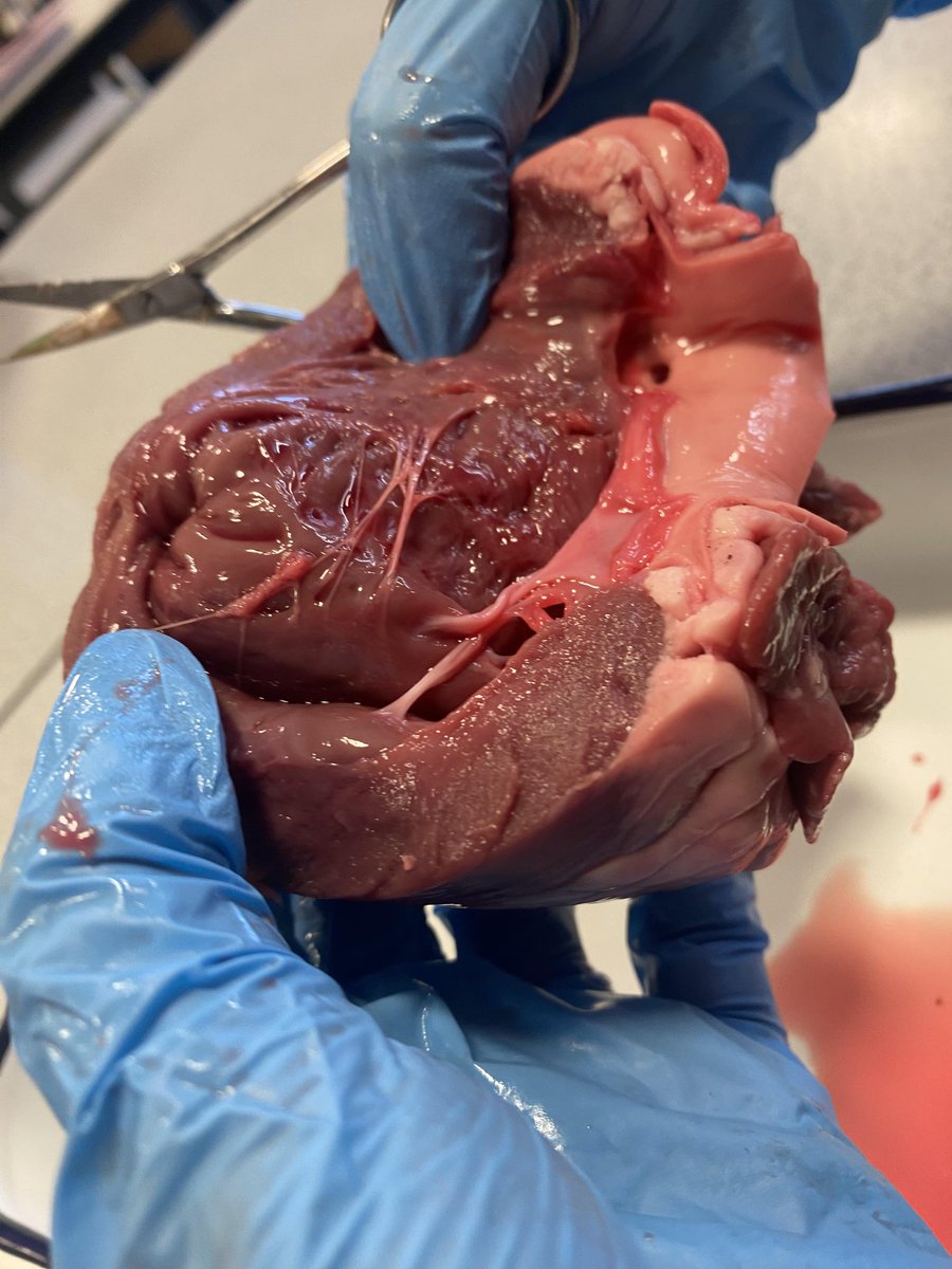 BHSscience tweet media