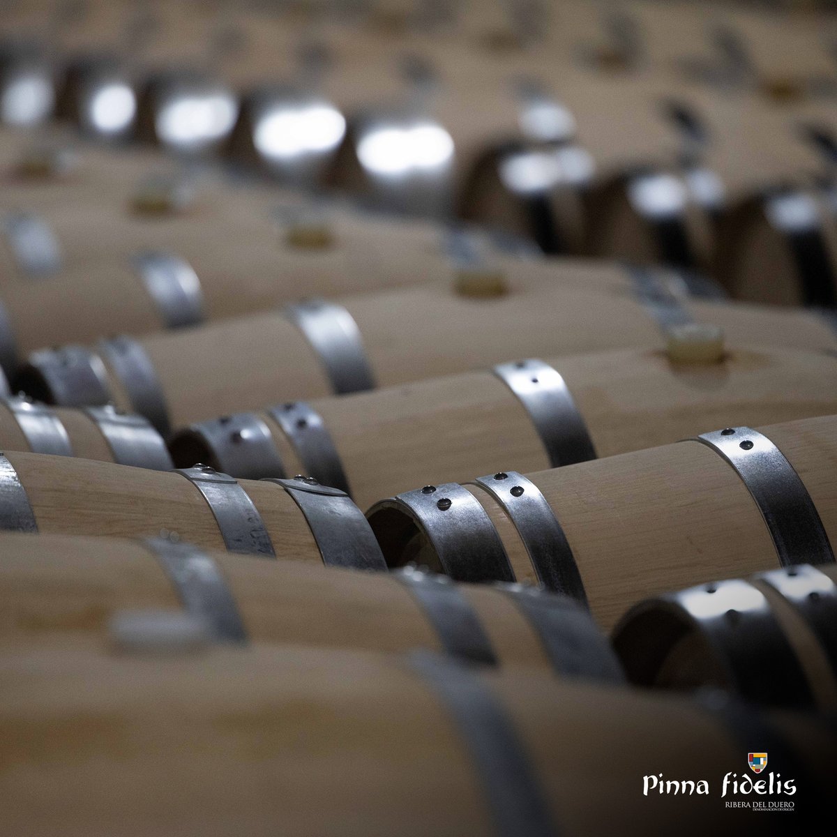 Bodega Pinna fidelis tweet media