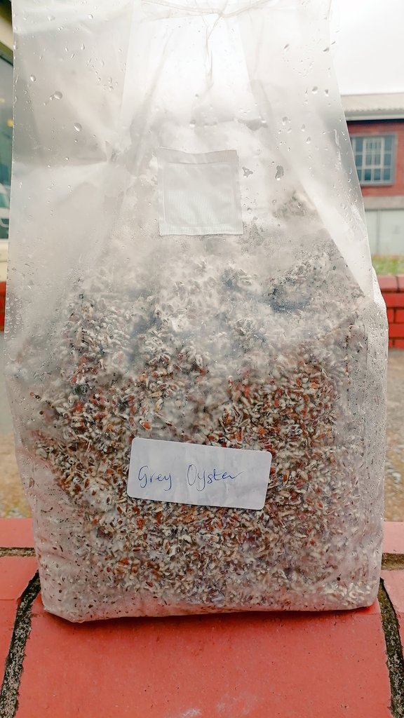 WarrenMkhize's tweet photo. Please support my business I grow and sell mushroom spawn, grow kit training and farm support https://t.co/OsqUst1Lxe