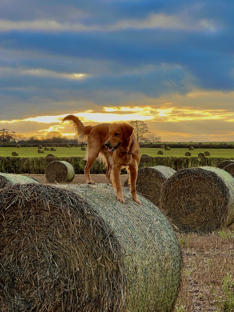 TheMontyDon's tweet photo. Ned loves leaping on and off the big round straw bales overwintering in the fields. Like a four legged, hairy pogo stick https://t.co/ymz0jXuQeS
