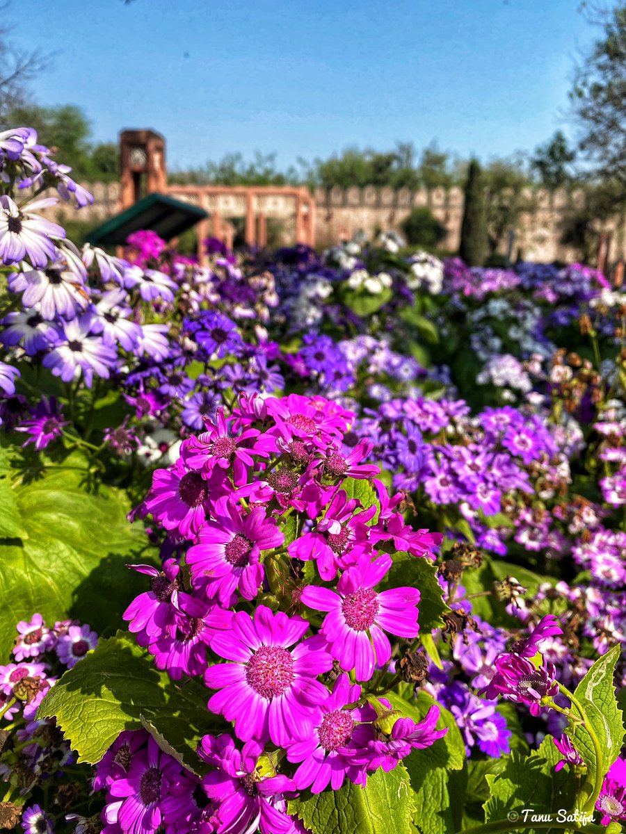 tanu0994's tweet photo. Flower dump from Spring 🌼🌺
#flower #spring #delhi #delhispring #FlowersOfTwitter #flowers #springdump #flowerphotography #flowerdump #flowersthatbloom #blooming #bloom #springbloom #photography #photographers_of_india #delhiphotography https://t.co/KabVL8LfJr