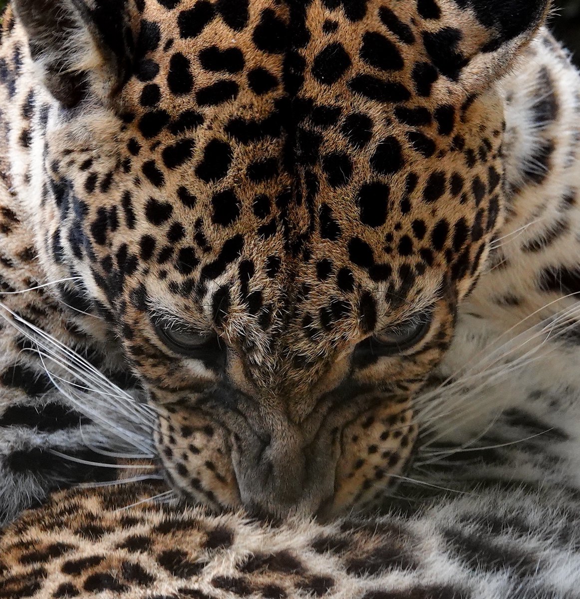 Gerardowildlink's tweet photo. Javan leopard (Panthera pardus melas) the sole remaining large predator on the island with 350 Poaching, loss of prey and habitat loss and fragmentation are among the drivers of its decline
#leopard #Java #extinction #zoo #tamansafari #balisafari #conservation #zoo #indonesia https://t.co/PNOBLV80w8