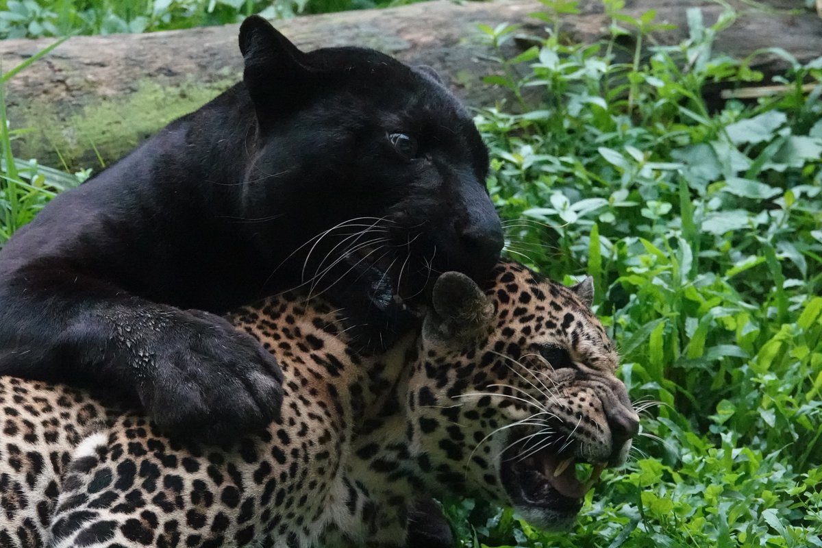Gerardowildlink's tweet photo. Javan leopard (Panthera pardus melas) the sole remaining large predator on the island with 350 Poaching, loss of prey and habitat loss and fragmentation are among the drivers of its decline
#leopard #Java #extinction #zoo #tamansafari #balisafari #conservation #zoo #indonesia https://t.co/PNOBLV80w8