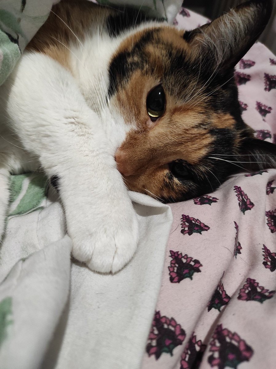 Sleepy wif mamá #CalicoCrew #AdoptDontShop  #AdoptAShelterCat #CatsOfTwitter #CatsAreFamily