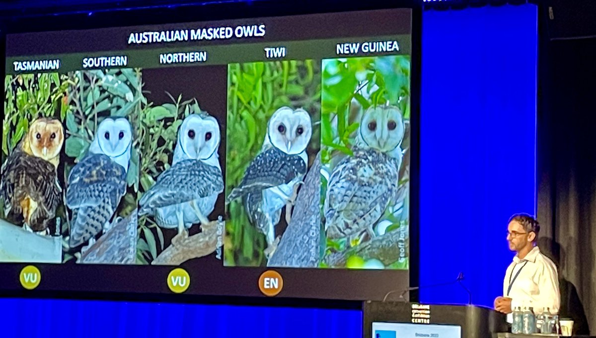 Great talk by Nigel Jackett on the elusive Northern Masked Owl. Stunning slide showing all of Australia’s masked owls together. #AOC2023